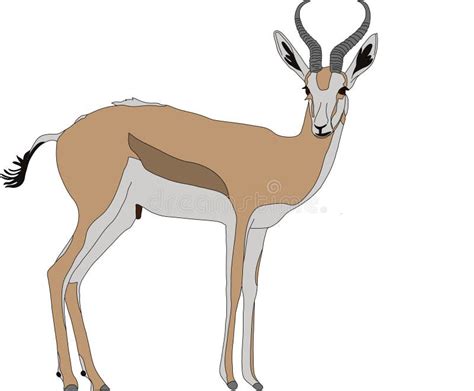 springbok clipart|Springbok Illustration royalty.